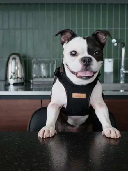 Harnais pour chien Confort Charlie's Backyard - Noir