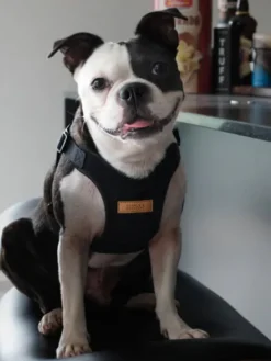 Harnais pour chien Confort Charlie's Backyard - Noir