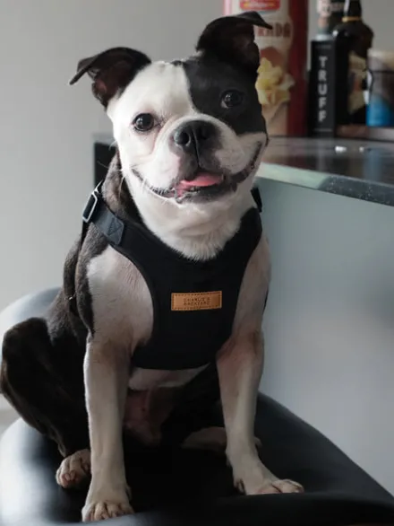 Harnais pour chien Confort Charlie's Backyard - Noir