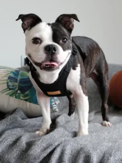 Harnais pour chien Confort Charlie's Backyard - Noir