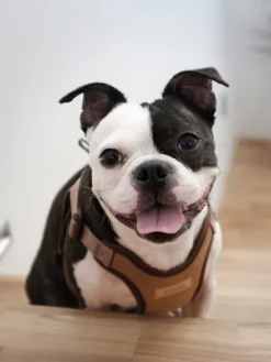 Harnais pour chien Confort Charlie's Backyard - Marron