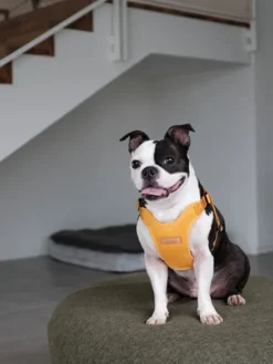 Harnais pour chien Confort Charlie's Backyard - Jaune