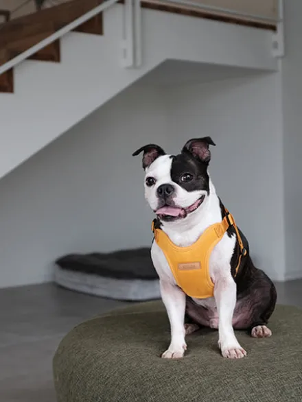 Harnais pour chien Confort Charlie's Backyard - Jaune
