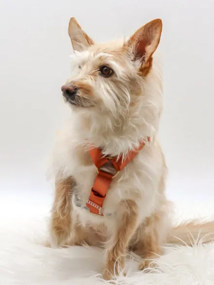 Harnais pour chien - Desert Dawn - Bop Pop Pets