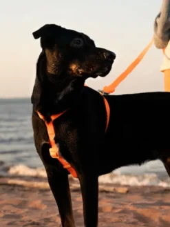 Harnais pour chien en néoprène - Neopro Bubble Gum - Zee.Dog