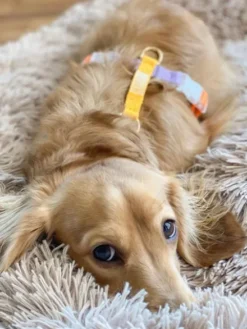Harnais pour chien - Rainbow - Furlou