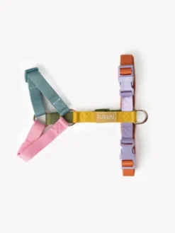 Harnais pour chien - Rainbow - Furlou