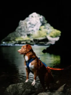 Harnais pour chien Roam Harness - Deep teal - Woolly Wolf