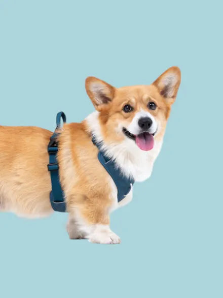 Harnais pour chien Roam Harness - Deep teal - Woolly Wolf
