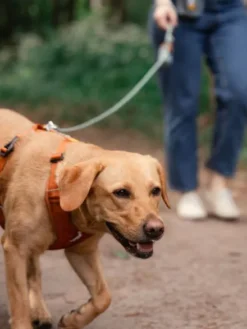 Harnais pour chien Roam Harness - Terracotta Ripple - Woolly Wolf