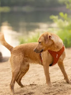Harnais pour chien Roam Harness - Terracotta Ripple - Woolly Wolf