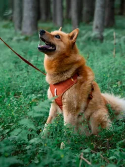 Harnais pour chien Roam Harness - Terracotta Ripple - Woolly Wolf