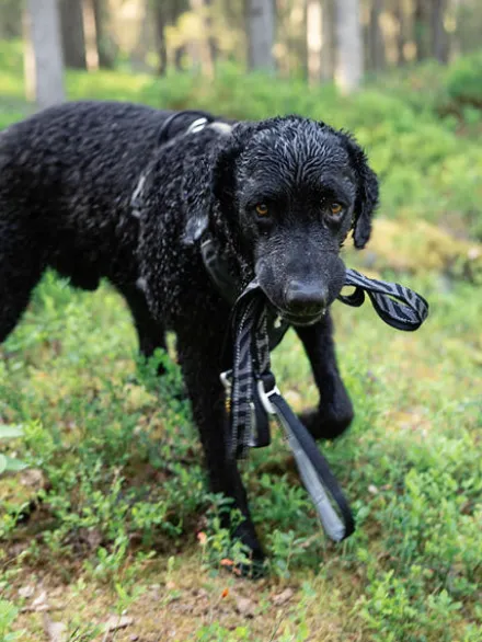 Harnais pour chien Roam Harness - Black Ripple - Woolly Wolf