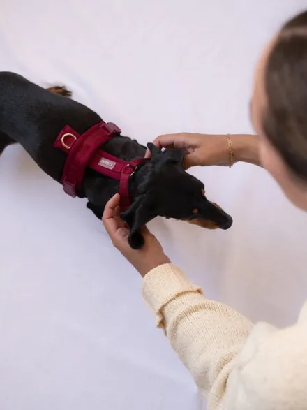 Harnais pour chien ultra léger Comfort - Bordeaux - Furlou