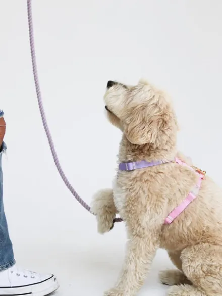 Harnais pour chien - Unicorn - Furlou