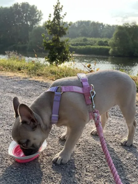 Harnais pour chien - Unicorn - Furlou