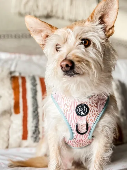 Harnais pour chien - Zoe - Bop Pop Pets