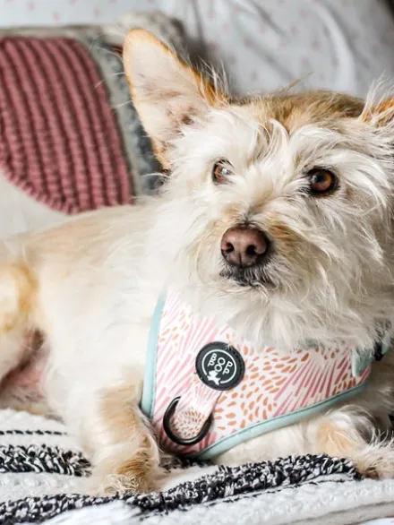 Harnais pour chien - Zoe - Bop Pop Pets