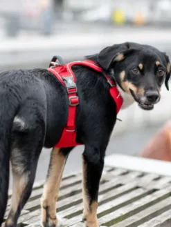 Harnais Rouge pour chien - Comfort Walk Pro 3.0 - DOG Copenhagen