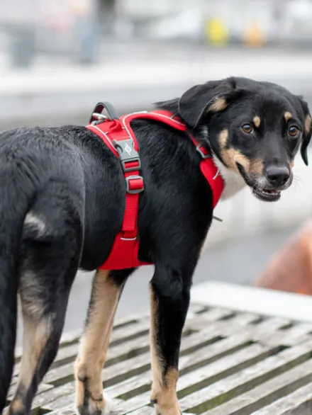 Harnais Rouge pour chien - Comfort Walk Pro 3.0 - DOG Copenhagen
