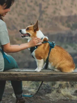 Harnais ruffwear - Front Range Flex Harness - Deep teal