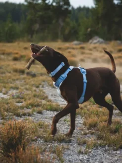 Harnais ruffwear - Front Range Flex Harness - Bleu polaire