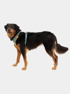 Harnais ruffwear - Front Range - Spring Mountains