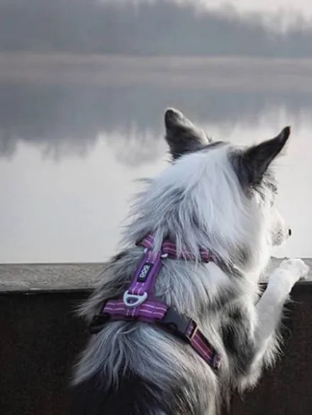 Harnais Violet pour chien - Comfort Walk Air 3.0 - DOG Copenhagen