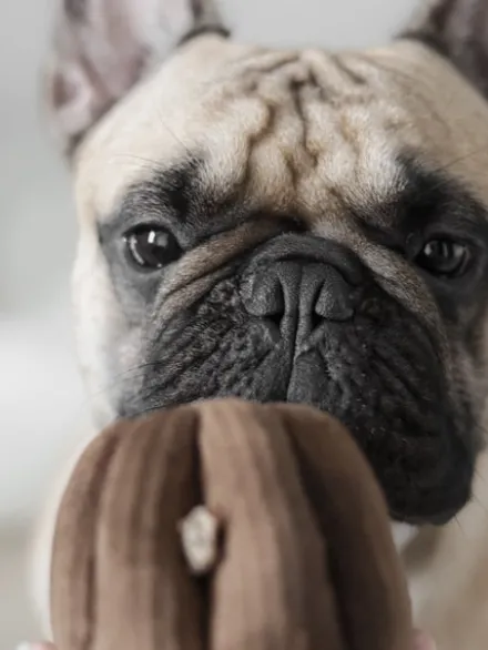 Jeu de fouille interactif pour chien - Cannelé