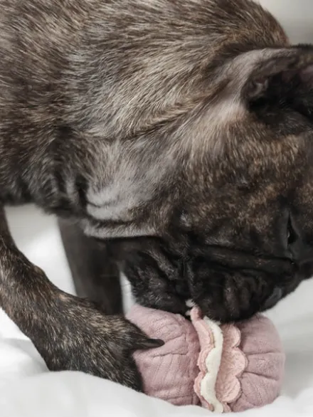 Jeu de fouille interactif pour chien - Macaron et Madeleine