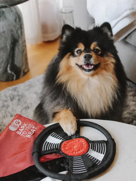 Jeu d'occupation pour chien - Bark To Beat 💿🎵 - Lambwolf Collective