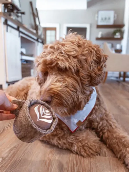 Jeu d'occupation pour chien - Latte POP - Lambwolf Collective