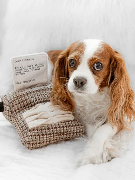 Jeu d'occupation pour chien - Machine à écrire 📜 - Lambwolf Collective (Copie)