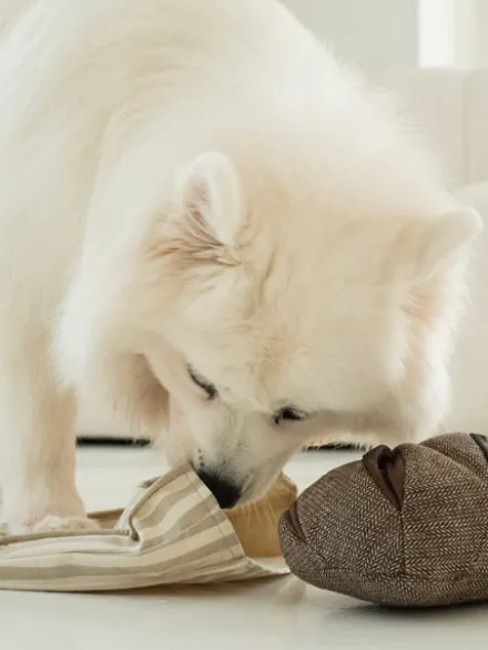 Jeu d'occupation pour chien - Pain complet - Lambwolf Collective
