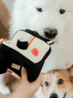 Jeu d'occupation pour chien - Photo instantané - Lambwolf Collective