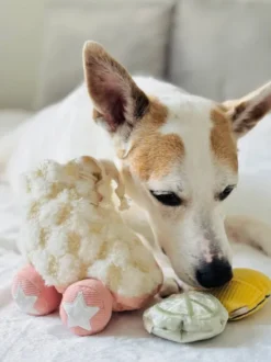 Jeu d'occupation pour chien - Roller Skate 🛼 - Lambwolf Collective