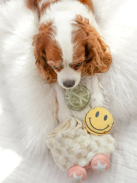 Jeu d'occupation pour chien - Roller Skate 🛼 - Lambwolf Collective