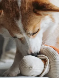 Jeu d'occupation pour chien - Shroom - Lambwolf Collective