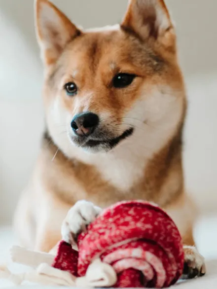 Jeu d'occupation pour chien - Sucette 🍭 - Lambwolf Collective