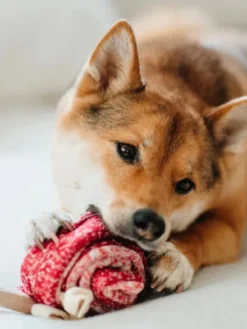 Jeu d'occupation pour chien - Sucette 🍭 - Lambwolf Collective