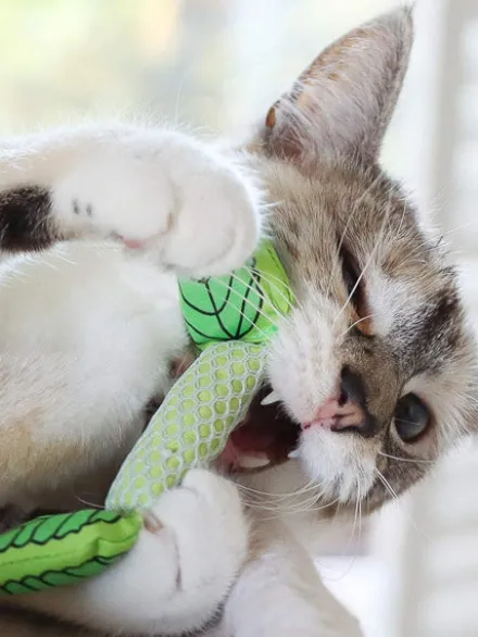 Jouet a mâcher pour chat - Soins des dents - Menthe fraîche