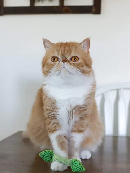 Jouet a mâcher pour chat - Soins des dents - Menthe fraîche