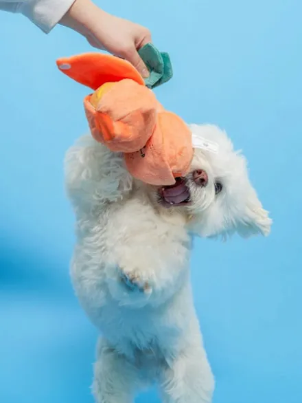 Jouet de fouille et d'enrichissement pour chien - Orange 🍊 - The FurryFolks
