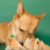 Jouet de fouille et d'enrichissement pour chien - Oignon 🧅 - The FurryFolks