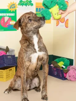 Jouet de fouille et d'enrichissement pour chien - Brocolis - The FurryFolks