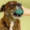 Jouet de fouille pour chien - Cornichon 🥒 - The FurryFolks
