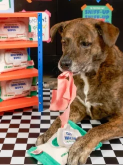 Jouet de fouille pour chien - Doggo Wipes 🐶 - The FurryFolks