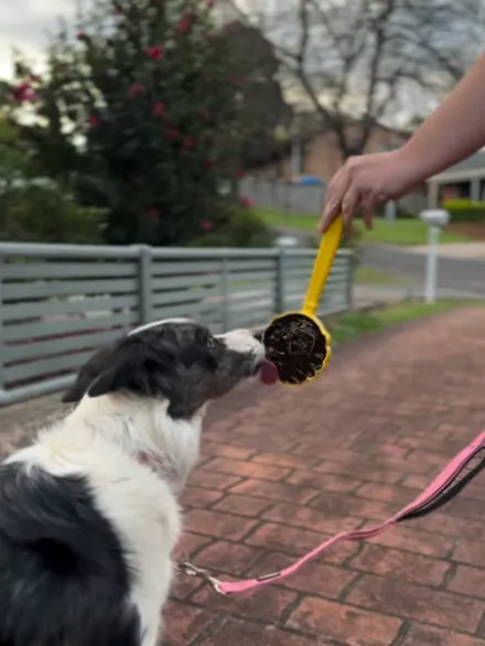 Jouet d'enrichissement pour chien - Lick Stick Honey - SodaPup
