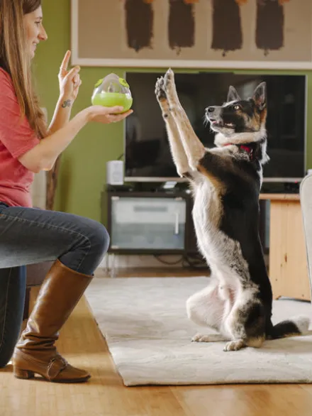 Jouet distributeur de friandises pour chien - Wobble Ball vert - Pet PLAY