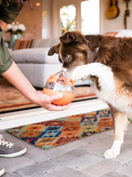 Jouet distributeur de friandises pour chien - Wobble Ball orange - Pet PLAY